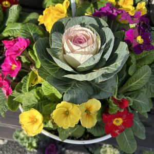 冬のお花の寄せ植え,花が好き,無農薬❤家庭菜園,野菜が好きの画像