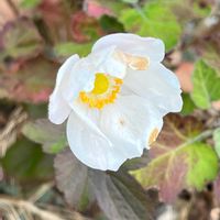 シュウメイギクの画像