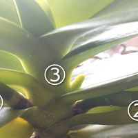 胡蝶蘭,福岡県,われら17年組,リビング・ダイニングの画像