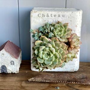 多肉寄せ植え,古道具,緑のある暮らし,大掃除,ナチュラルスタイルの画像