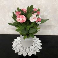 ハナキリン,ハナキリン,赤い実,白い花♡の画像