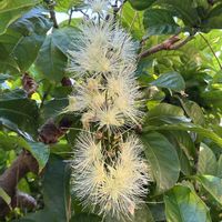 サガリバナの画像