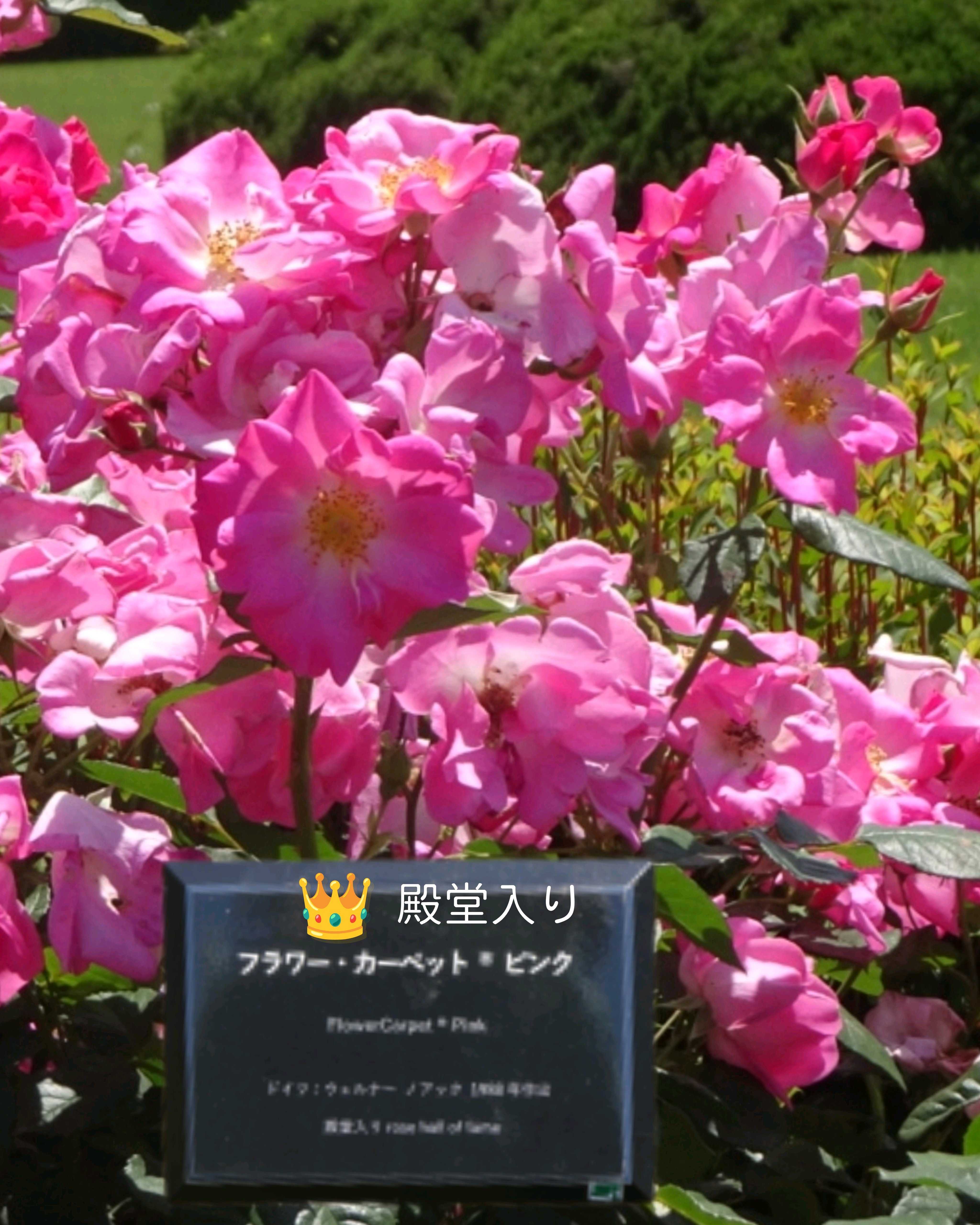 バラの投稿画像 by トリトン♪さん｜バラ マサコとキュンキュン乙女