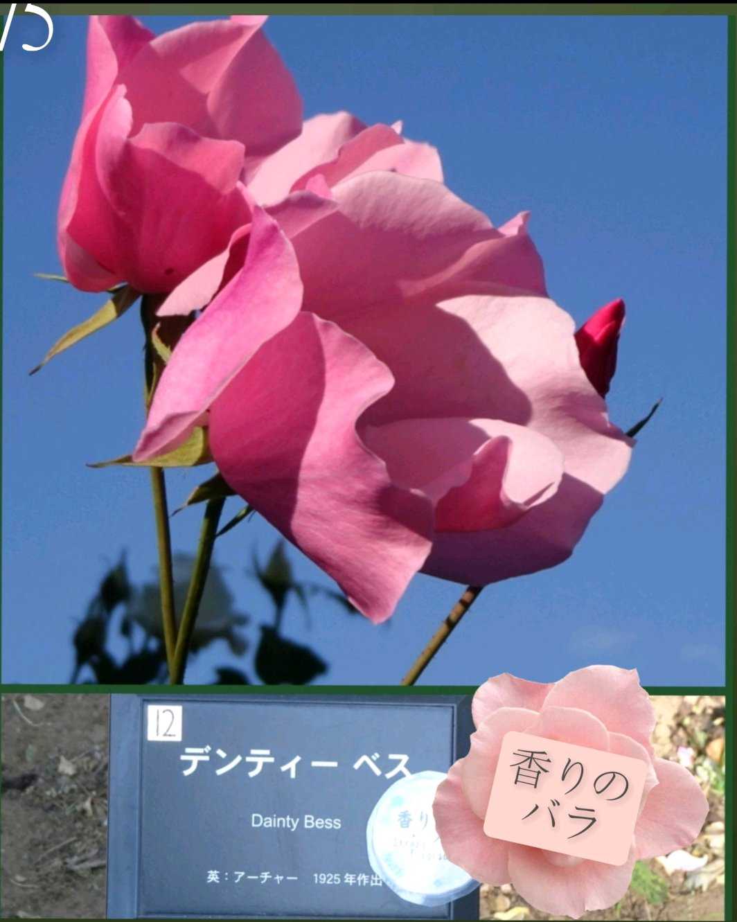 バラの投稿画像 by トリトン♪さん｜バラ マサコとキュンキュン乙女