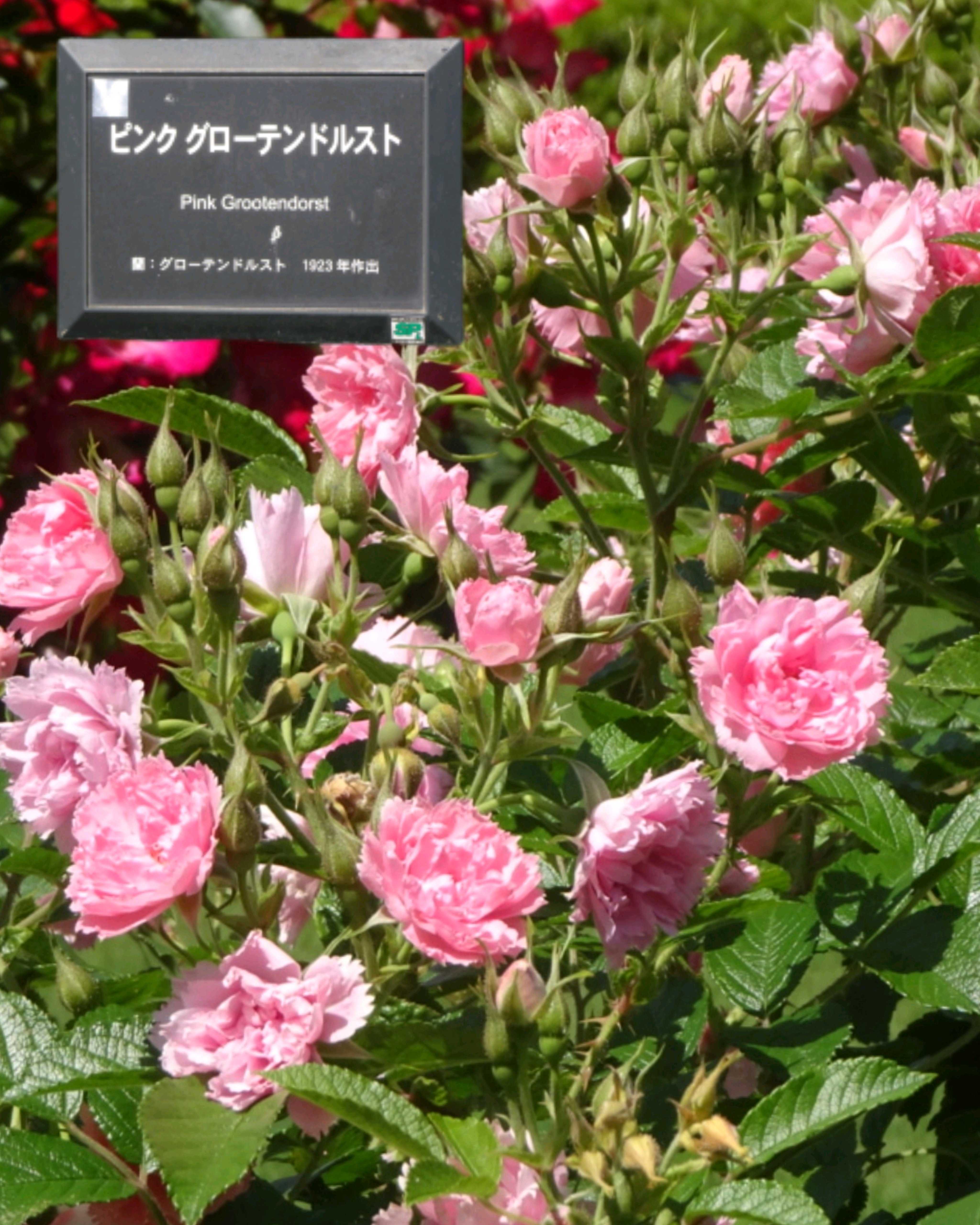 バラの投稿画像 by トリトン♪さん｜バラ マサコとキュンキュン乙女