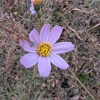 コスモス,畑の画像