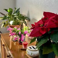 シャコバサボテン,シャコバサボテン,スパティフィラム,スパティフィラム,ポインセチアの画像