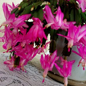 シャコバサボテン,リビング,満開,ピンク色,今日のお花の画像