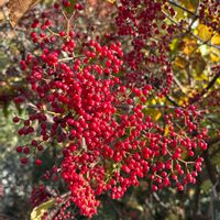 ガマズミ,ビバーナム,ガマズミ属,大阪府立 花の文化園の画像