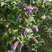 ブッドレアの画像