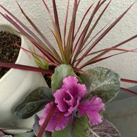 多肉植物,ベランダガーデン,癒し,今日のお花,ウサ耳祭りの画像