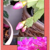 シャコバサボテン,ペンタス,ガーデンシクラメン,鉢植え,ピンクの花の画像