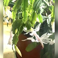 カスミソウ,バラ,ルスカス,キチジョウソウ(吉祥草),プリンセチア　ローザの画像