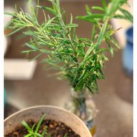 ローズマリー,ローズマリーの挿し芽,ハーブ,コラージュ仲間達,移住後の生活の画像