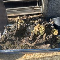 イワヒバの画像