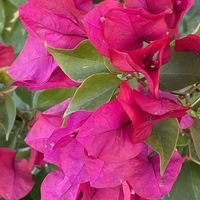 ブーゲンビリア,ブーゲンビリア,ブーゲンビリア,ブーゲンビリア,iphone11の画像