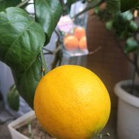 レモン,マイヤーレモン,バルコニスト,バルコニー/ベランダ,ベランダの画像