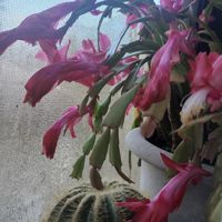 シャコバサボテン,千代田錦,ユーフォルビア アエルギノーサ,ユーフォルビア 紅彩ロリカ,植中毒の画像