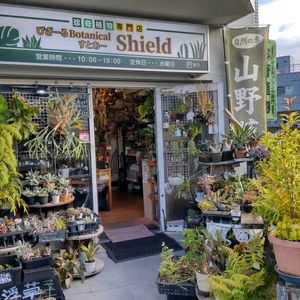 多肉植物,ウラボシ科,ビカクシダ属,食中植物,塊根の画像