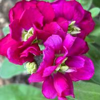 ストック,ストック,スイートアリッサム ,スイートアリッサム ,ガーデンシクラメンの画像