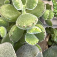 月兎耳,熊童子,グラプトベリア  むらさき,ホワイトホース,黒兎耳(くろとじ)の画像