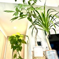 ドラセナ,パキラ,ウンベラータ,ドラセナパラオ,フィカスペティオラリスの画像