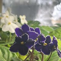 セントポーリアの画像