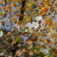 サクラ,冬桜,ジュウガツザクラ,植栽,バラ科の画像