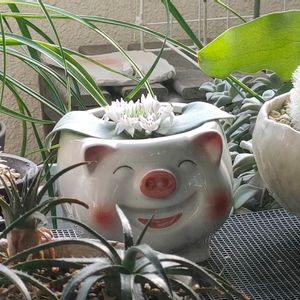 マッソニア ジャスミニフローラ,観葉植物,球根植物,ベランダー,ビザールプランツの画像