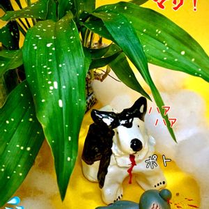 盆栽,小品盆栽,ミニ盆栽,お庭の植物,iPhone撮影の画像