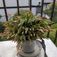 シャコバサボテン,ハオルチア,石蕗（つわぶき）,開花中,嬉しい❤️の画像