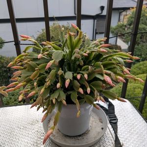 シャコバサボテン,ハオルチア,石蕗（つわぶき）,開花中,嬉しい❤️の画像