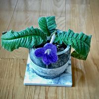 ストレプトカーパス,ストレプトカーパス,多年草,花のある暮らし,植物観察の画像