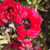 ギョリュウバイの画像