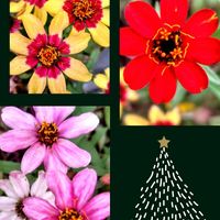 花のある暮らし,クリスマススワッグ,小さな幸せ,玄関アプローチの画像