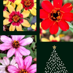 花のある暮らし,クリスマススワッグ,小さな幸せ,玄関アプローチの画像