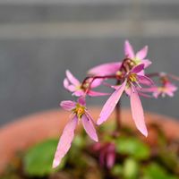 大文字草,大文字草 妖精の画像