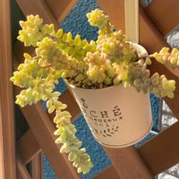 ビアホップ ,多肉植物,多肉中毒,多肉多肉多肉,多肉のある暮らしの画像