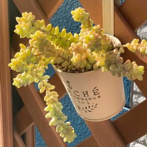 ビアホップ ,多肉植物,多肉中毒,多肉多肉多肉,多肉のある暮らしの画像