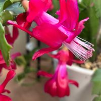 シャコバサボテン,暴れん坊,癒し…♡,今日のお花,キュンキュン乙女倶楽部の画像