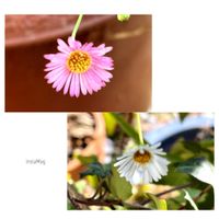 エリゲロン,ペラペラヨメナ,愛犬ふうと,꒰ღ˘◡˘ற꒱かわゅ~,植物中毒の画像