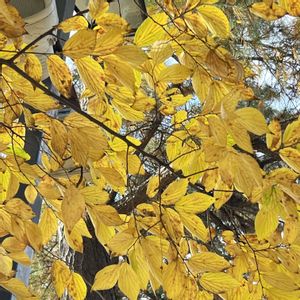 マツ,マツ,エノキ,エノキ,エノキの画像