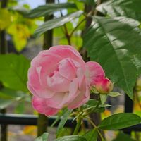 コリウス,バラ,アノダ クリスタータ,平和を願う,はままつフラワーパーク　バラ園の画像