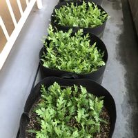 シュンギク,春菊,家庭菜園,ベランダの画像