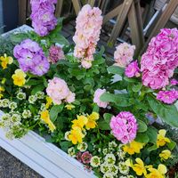 アリッサム,アリッサム,ストック,ストック,プリムラの画像