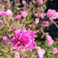 ヒメツルソバ,ヒメツルソバ,オキザリスプルプレア,オキザリスプルプレア,ゴンフレナ・ラブラブラブの画像