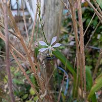 アガパンサス,ムラサキゴテン,ガクアジサイ,オタフクナンテン,ガウラ(白蝶草)の画像