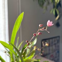 オンシジューム,オンシジューム　トゥインクル,洋ラン,着生ラン,リビング・ダイニングの画像