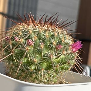 サボテン マミラリア,サボテンの花,ダイソーサボテン,もうすぐ開花,初の蕾♡の画像