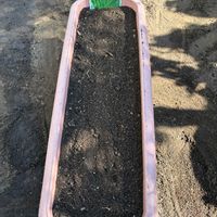 ルッコラ,ルッコラ,レタス,レタス,つるなしスナップの画像